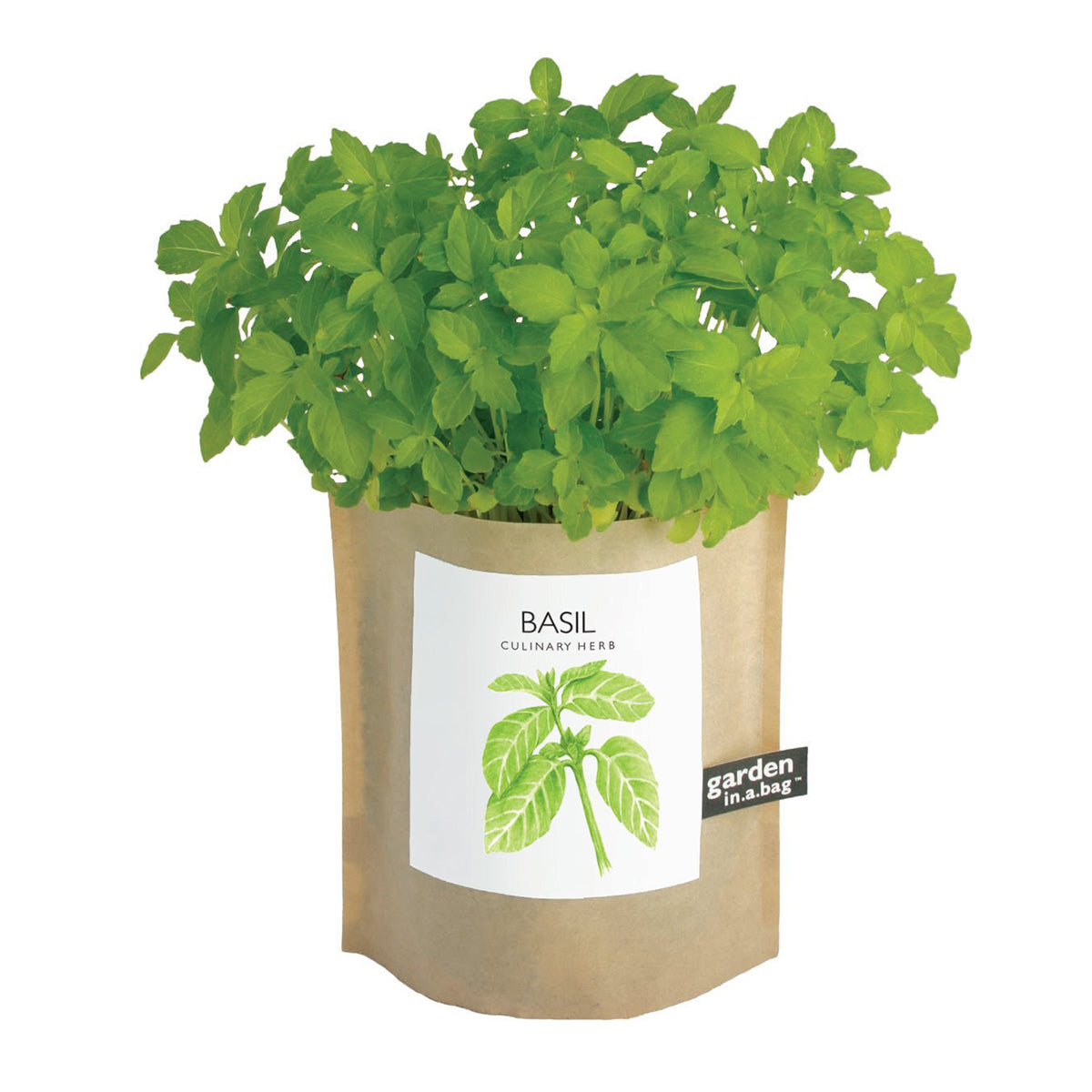 Basil plant in a paper bag with a label on a white background