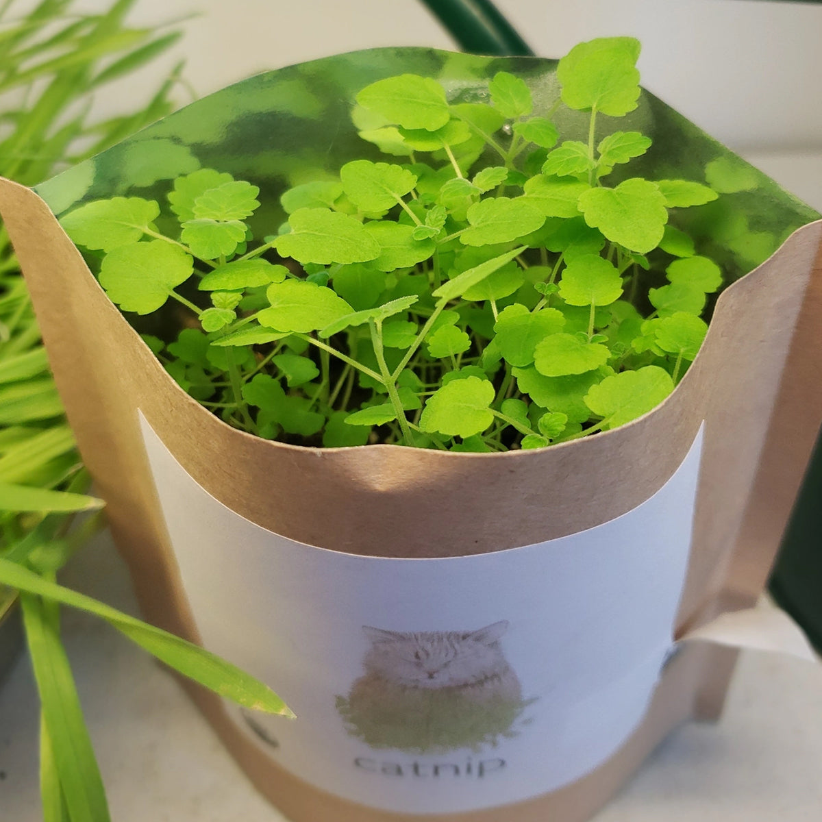 A young catnip plant with small, heart-shaped green leaves grows in a brown paper "garden in a bag" pot.