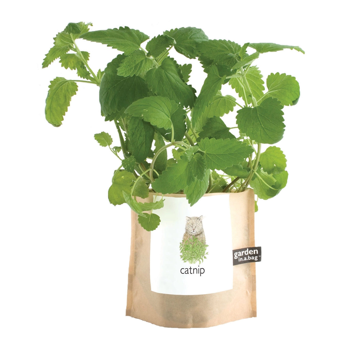 A catnip plant with lush green leaves grows in a brown paper "garden in a bag" pot. The pot's label features a cute illustration of a gray cat surrounded by leaves and the word "catnip".