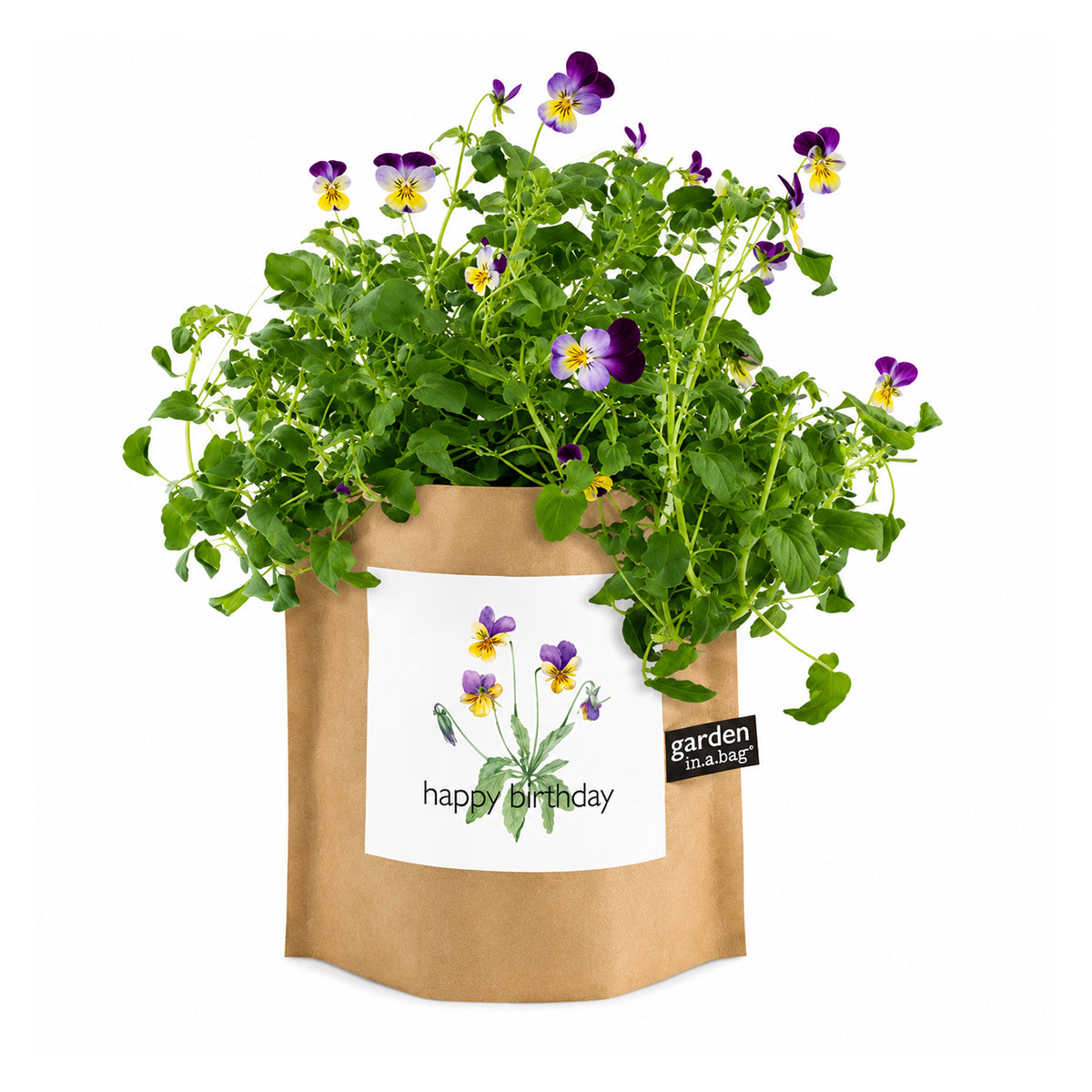 A beautiful plant with purple and yellow pansies grows in a brown paper "garden in a bag" pot. The pot features a white label with an illustration of the flowers and the phrase "happy birthday"