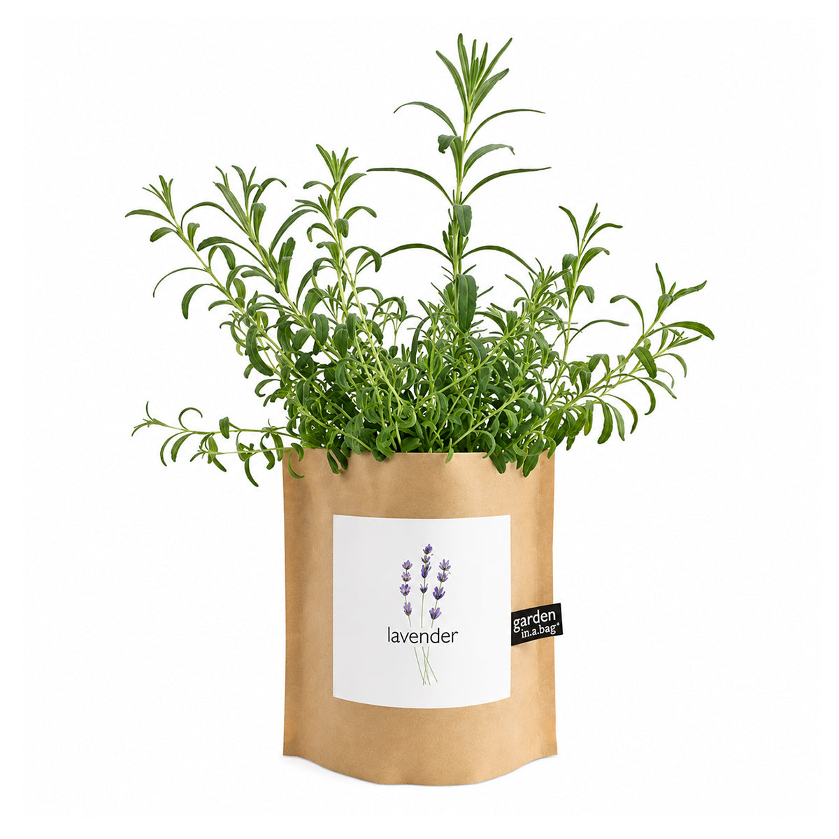 A beautiful lavender plant with slender green leaves grows in a brown paper "garden in a bag" pot. The pot features a white label with an illustration of purple lavender flowers and the word "lavender".
