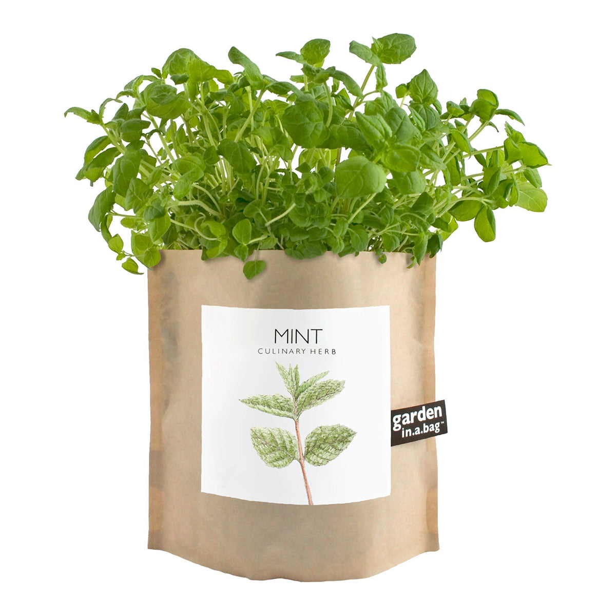 A lush mint plant grows in a brown paper "garden in a bag" pot. The pot's label features a pretty illustration of a mint leaf and identifies it as "MINT" a "CULINARY HERB"