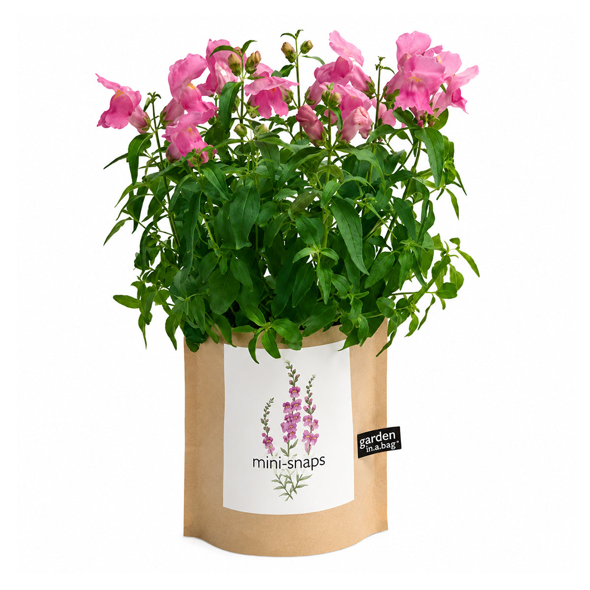 A cheerful plant with bright pink flowers and green leaves, labeled "mini-snaps" grows in a brown paper "garden in a bag" pot.