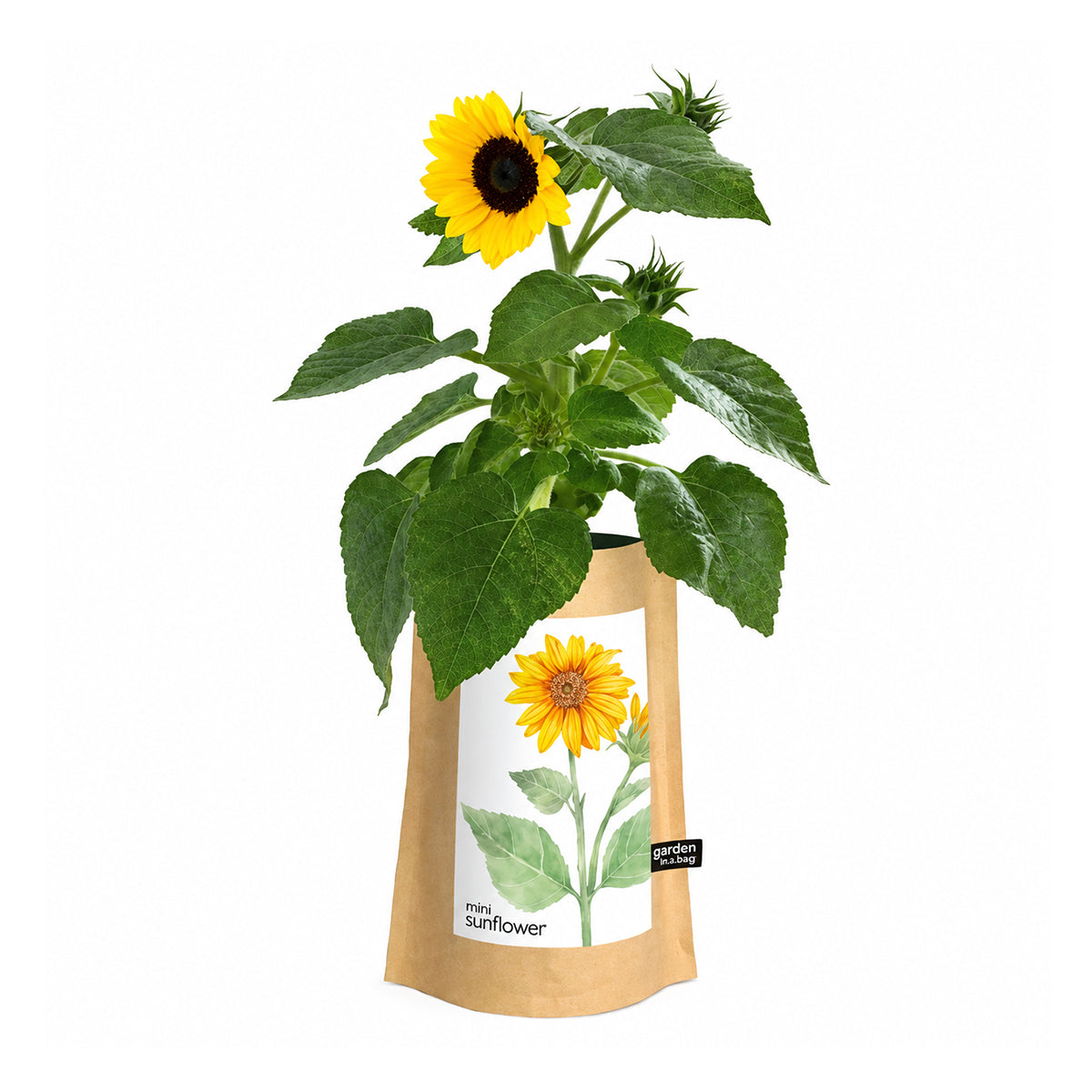 A bright mini sunflower with a single yellow bloom grows in a brown paper pot. A white label on the pot features a beautiful drawing of a sunflower and identifies the plant as "mini sunflower" from the "garden in a bag" brand.