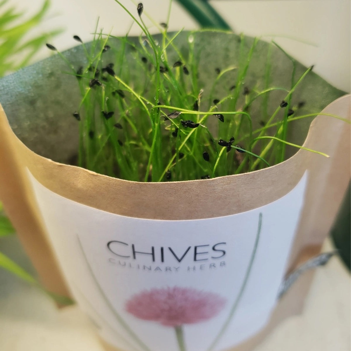 Potted chives plant growing in a compostable paper bag.