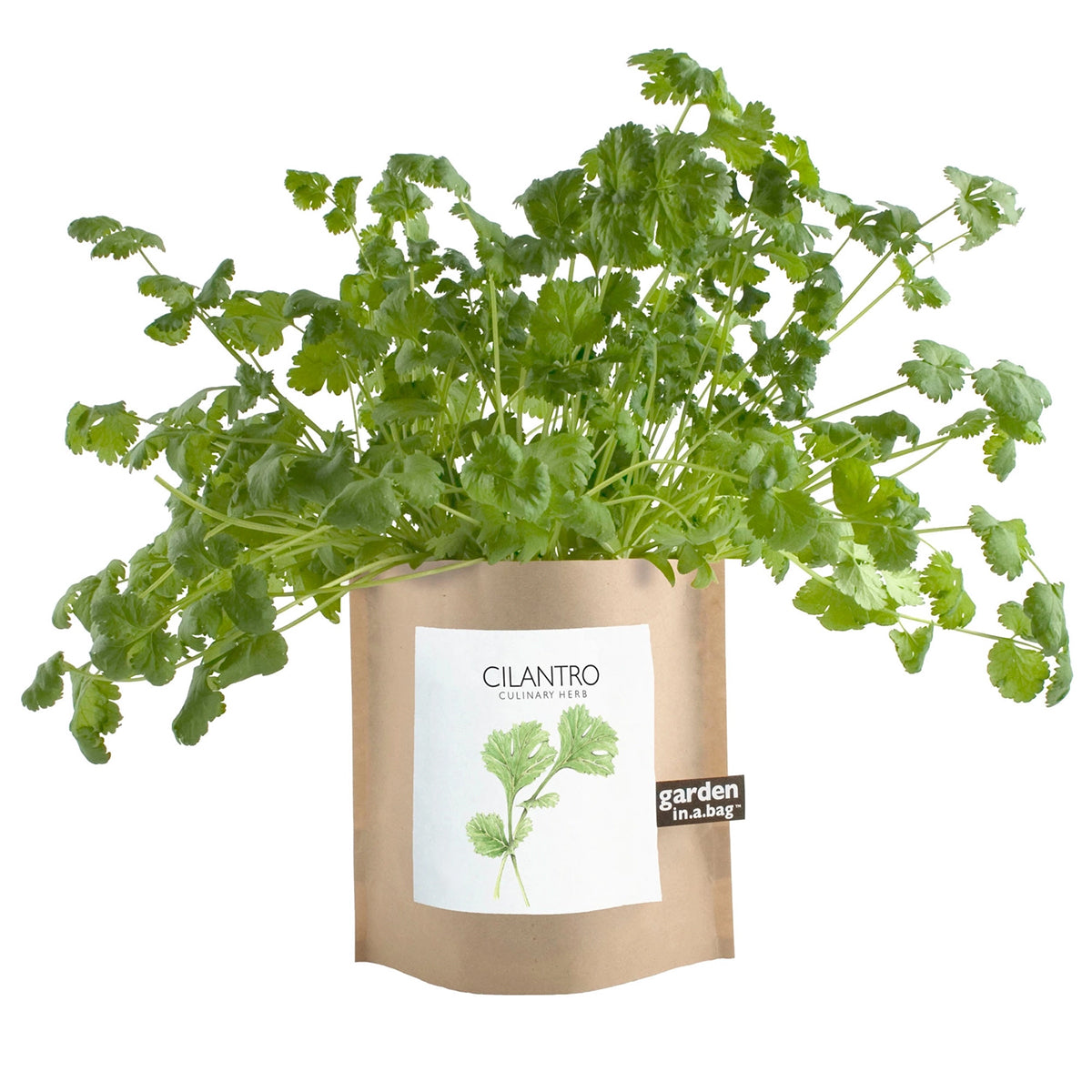 Potted cilantro plant with a visible label on a white background