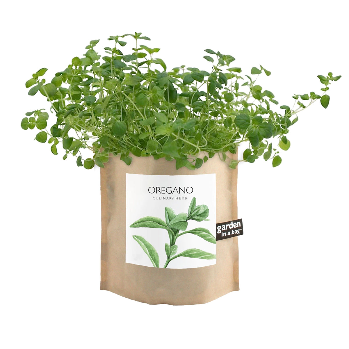 A lush oregano plant grows in a brown paper "garden in a bag" pot. The pot's label features a beautiful illustration of the herb and identifies it as "OREGANO", a "CULINARY HERB".