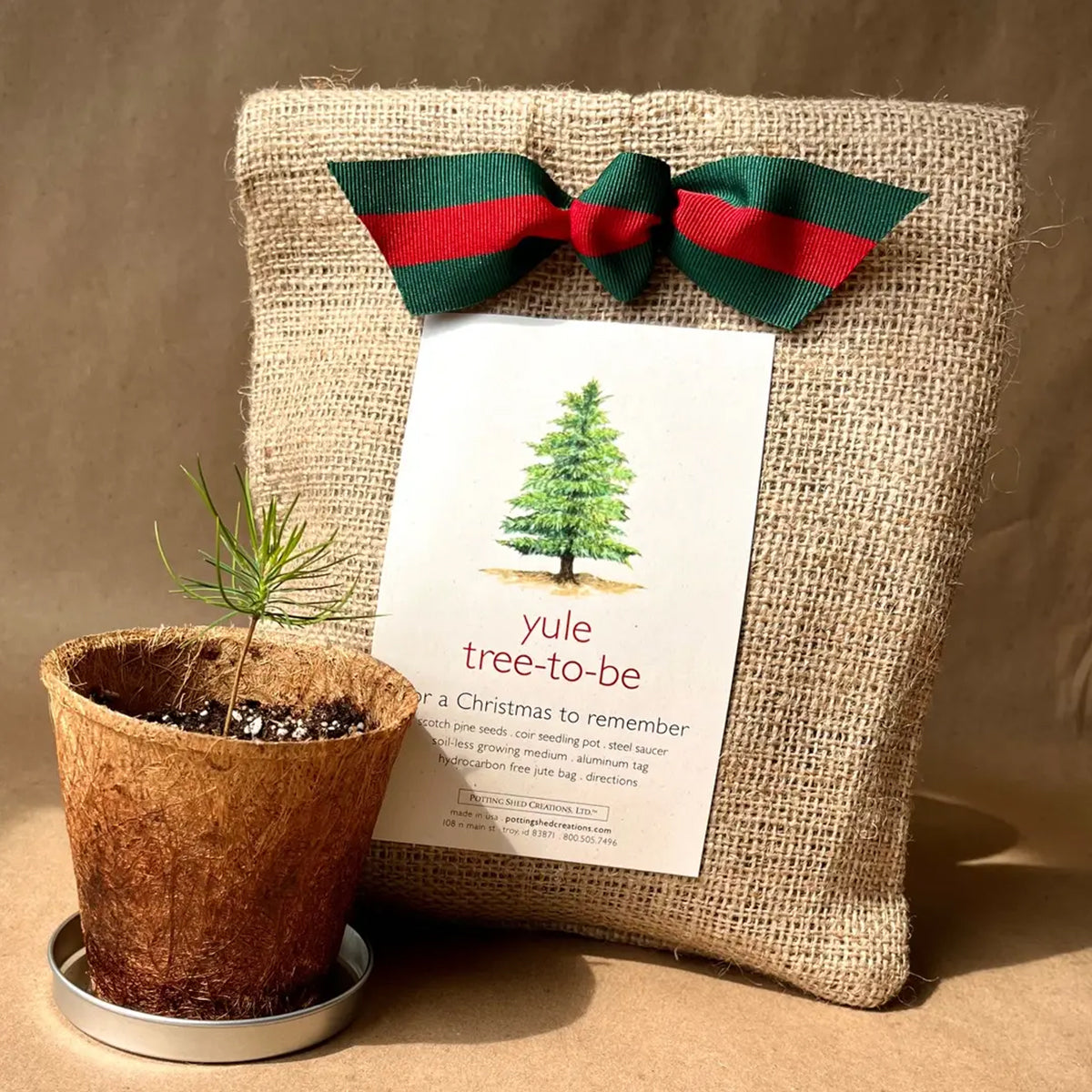 A tiny evergreen sapling with thin needles sprouts from a brown fiber pot resting in a small metal saucer. The burlap "yule tree to be" kit is visible in the soft background.