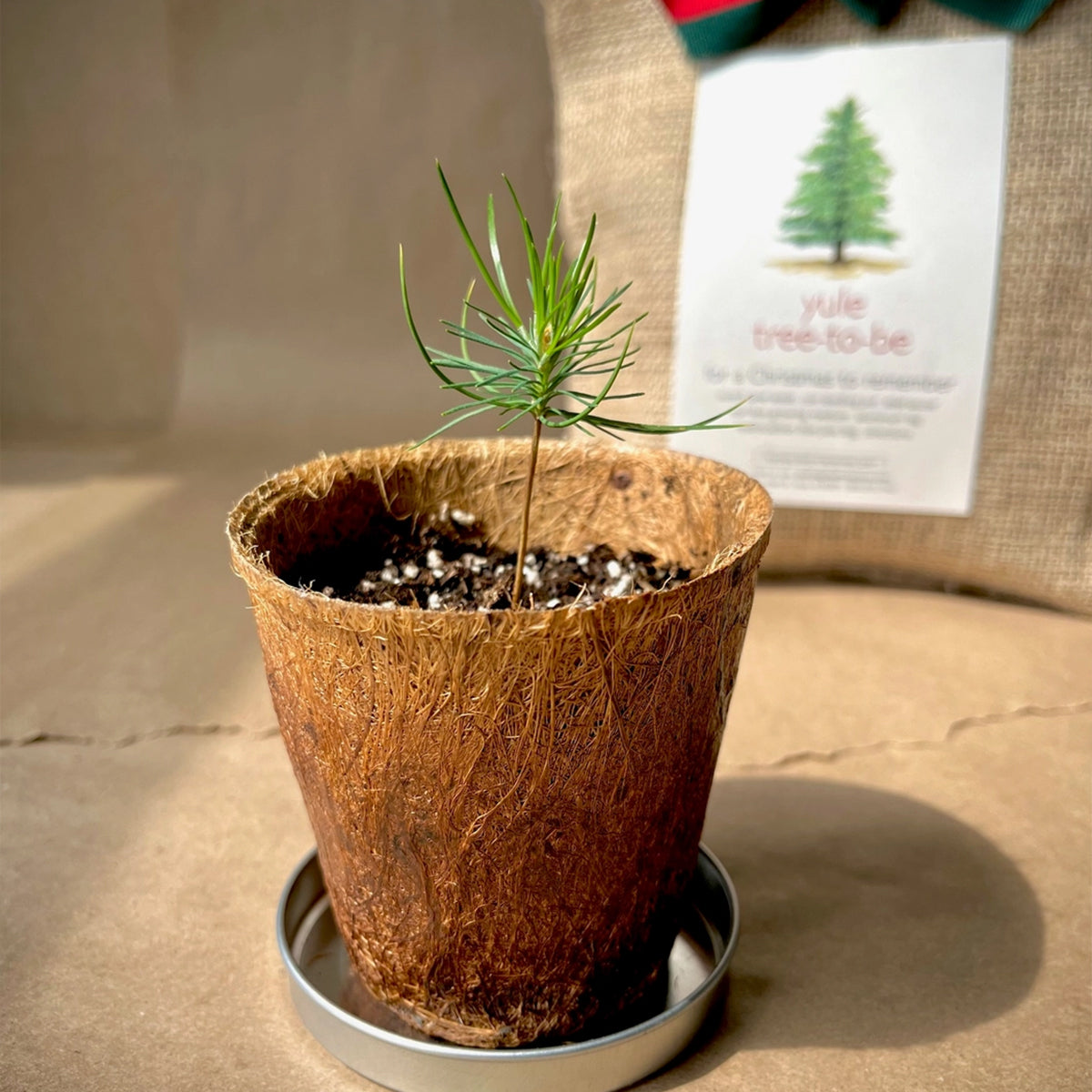Small potted plant in a coconut shell on a neutral background with a card featuring a tree illustration.