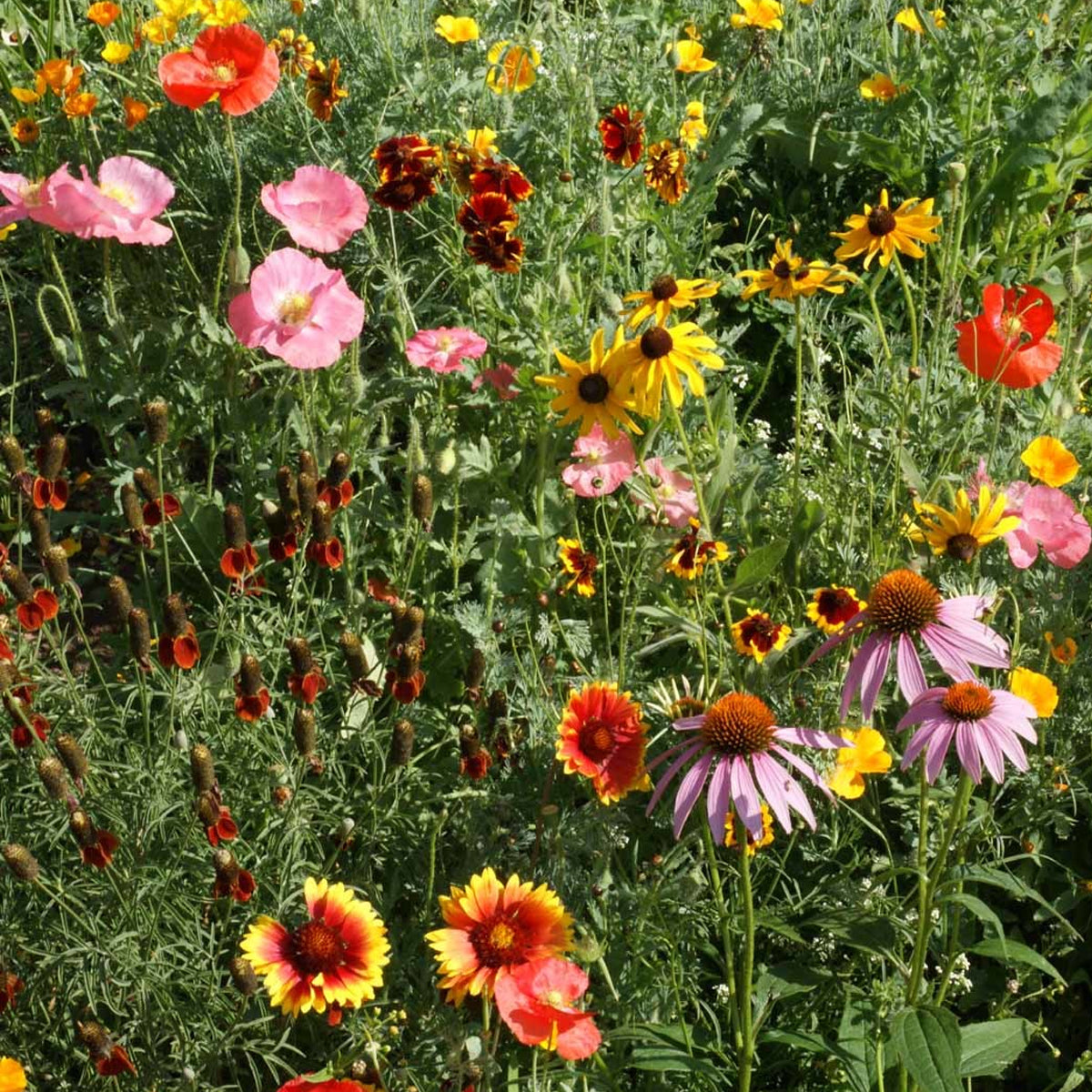 A vibrant field of wildflowers, with a variety of colorful flowers including pink poppies, purple coneflowers and yellow daisies, bathing in the sun together.