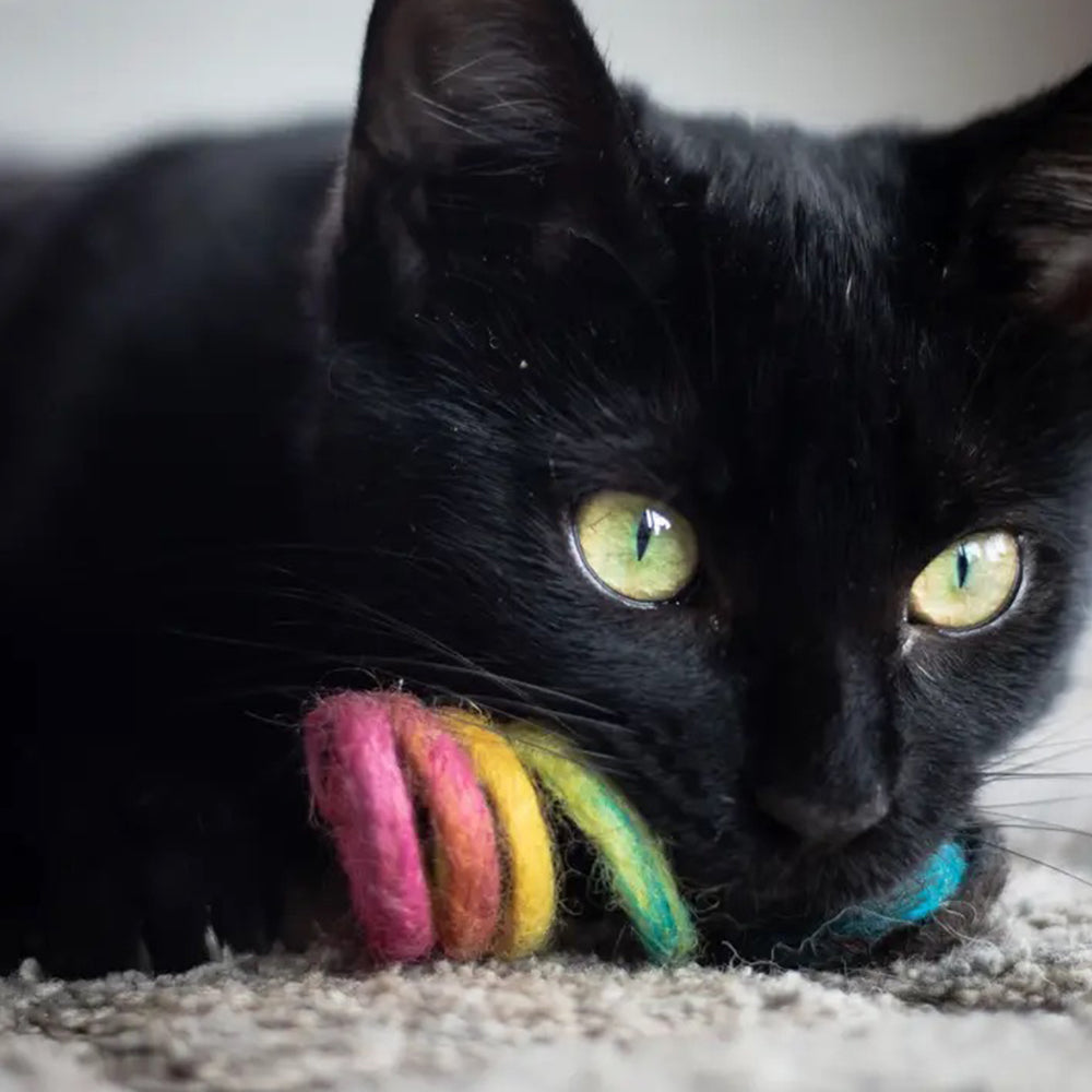 Black cat playing with a colorful spring eco cat toy on a carpeted floor.