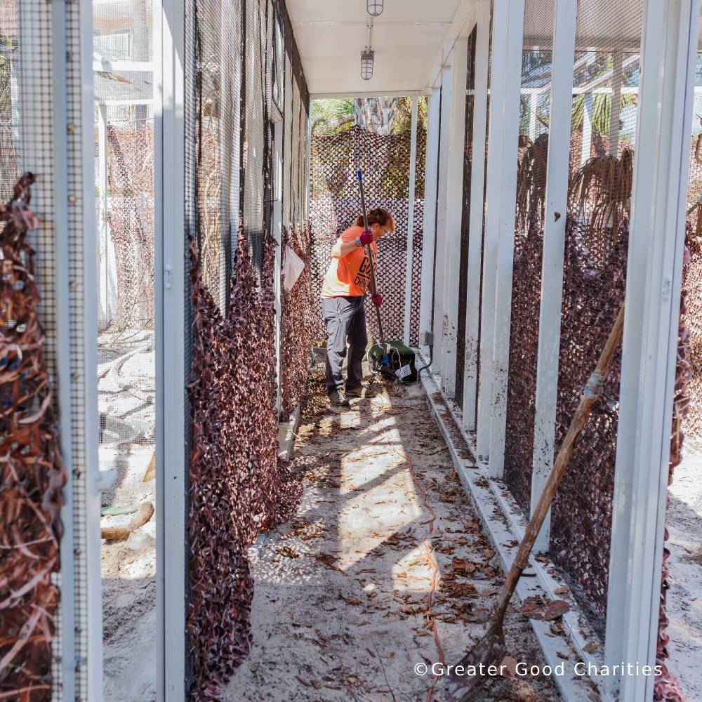 URGENT: Help Sea Birds Sickened and Injured By Hurricanes