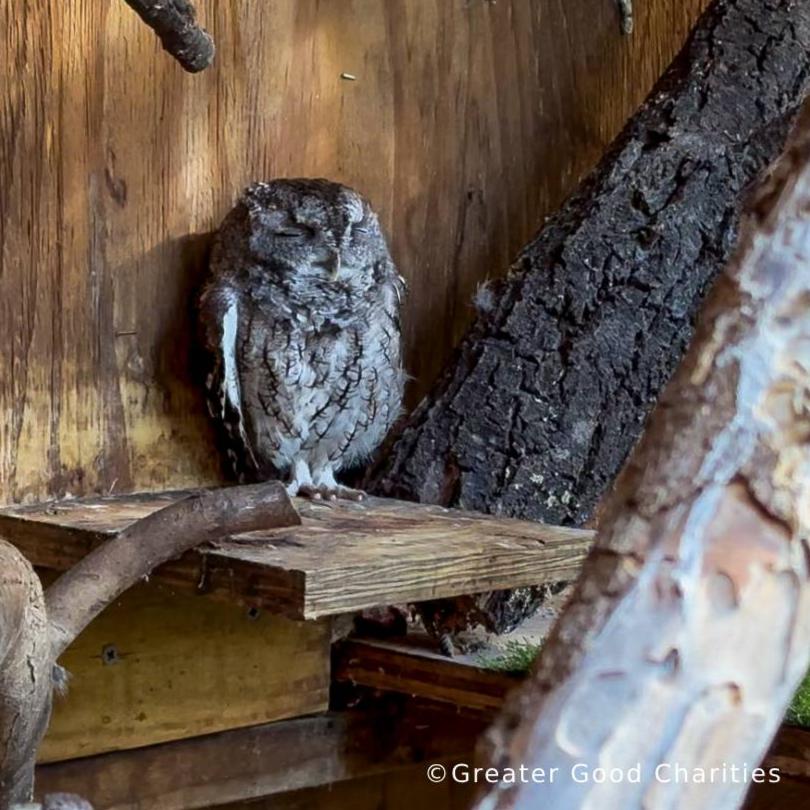 URGENT: Help Sea Birds Sickened and Injured By Hurricanes