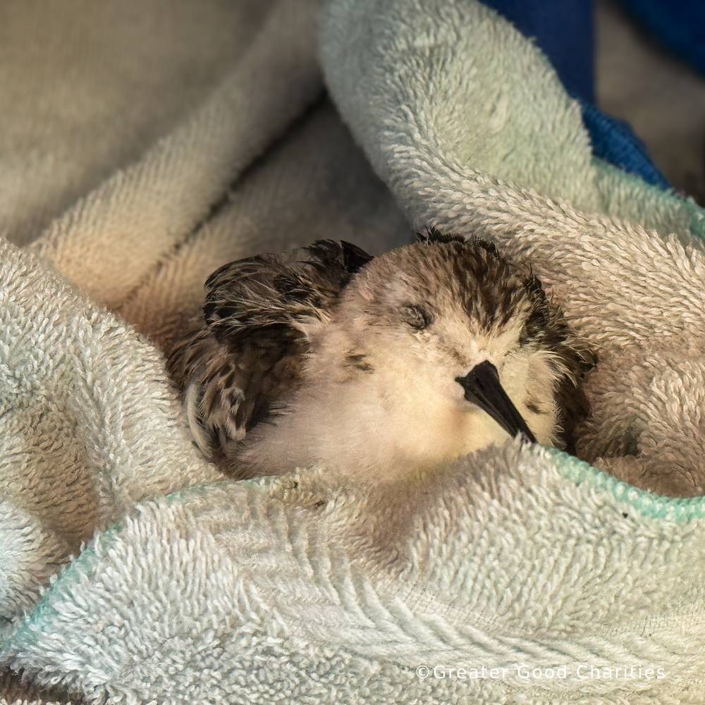 URGENT: Help Sea Birds Sickened and Injured By Hurricanes