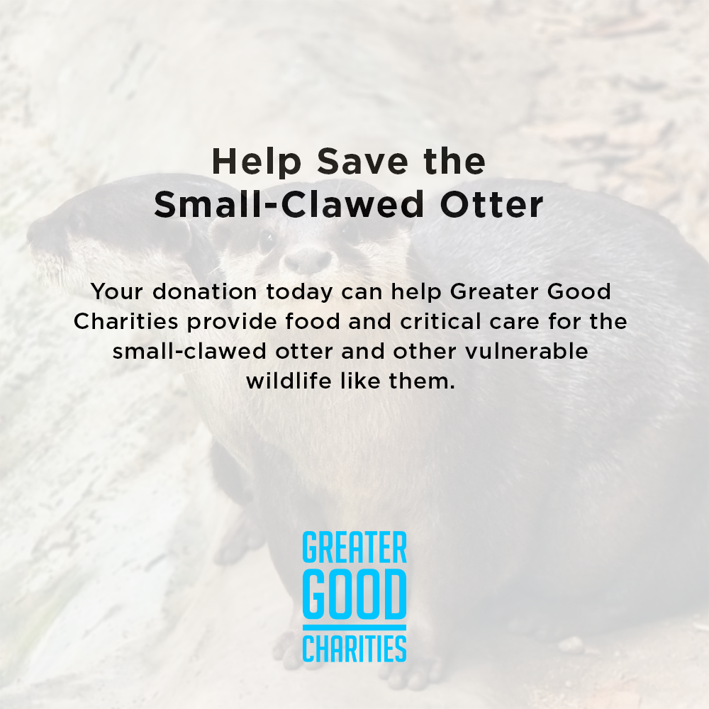 Help Save the Small-Clawed Otter