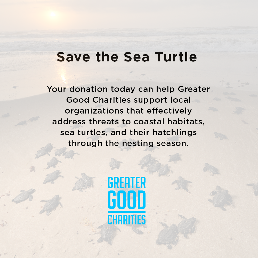 Endangered Baby Sea Turtles Need Us To Survive