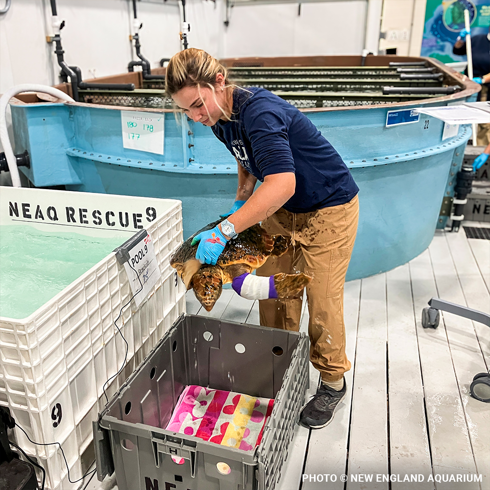 Operation Turtle Takeoff: Help Fly Endangered Sea Turtles to Warm Waters