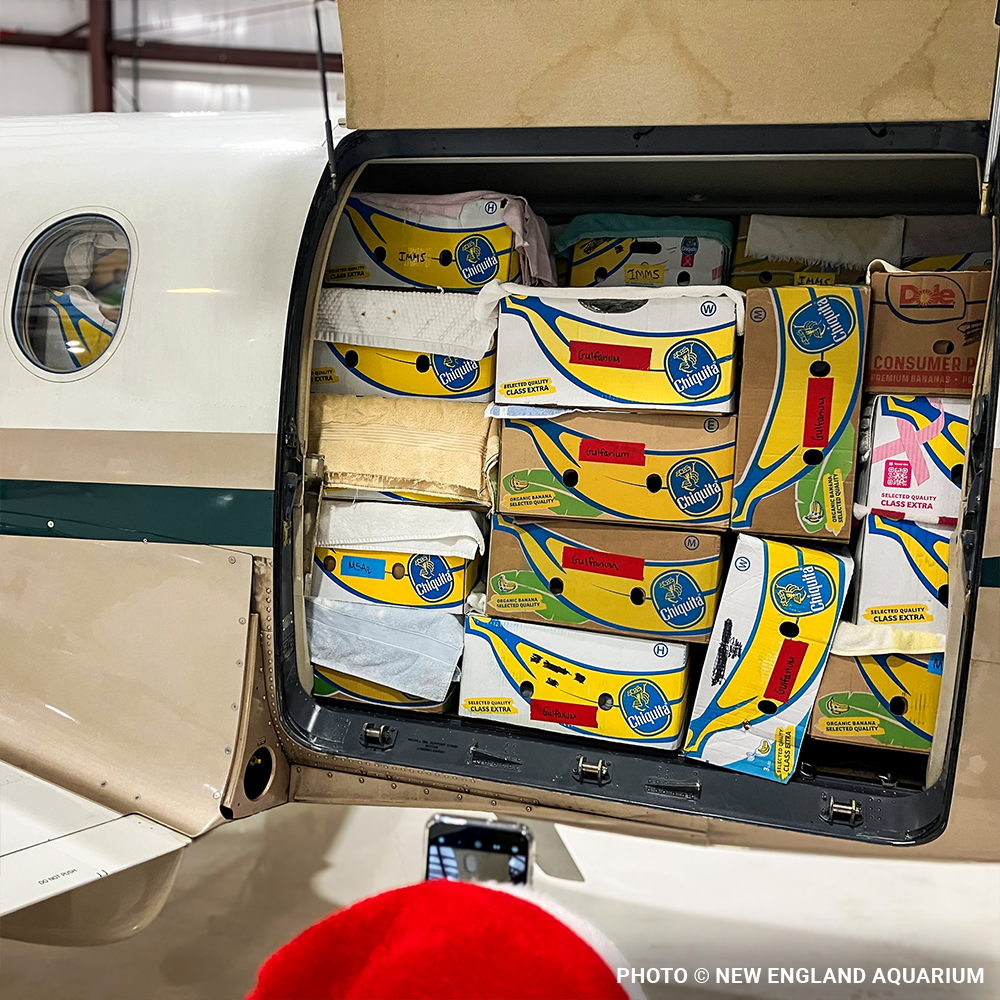 Operation Turtle Takeoff: Help Fly Endangered Sea Turtles to Warm Waters