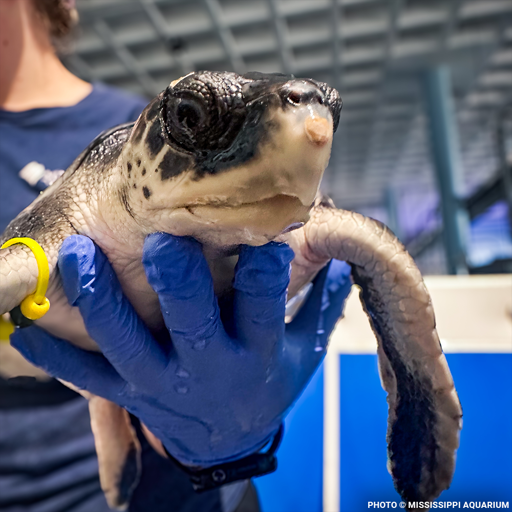Federal Protections Gutted - Critically Endangered Species At Risk