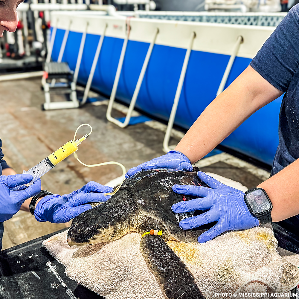 Federal Protections Gutted - Critically Endangered Species At Risk