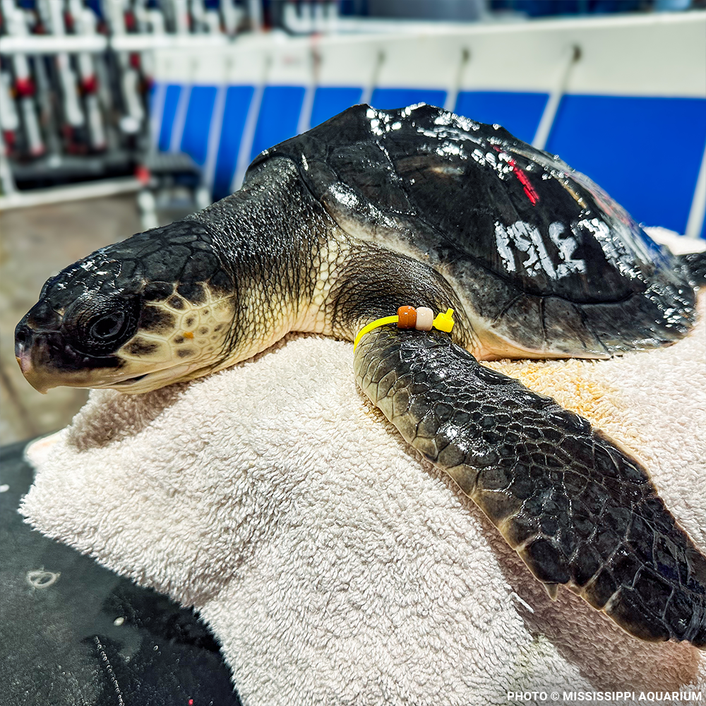 Federal Protections Gutted - Critically Endangered Species At Risk
