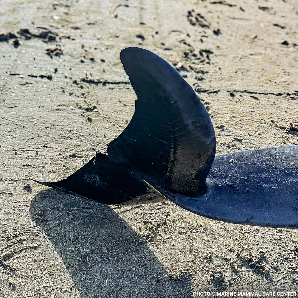 Federal Protections Gutted - Critically Endangered Species At Risk