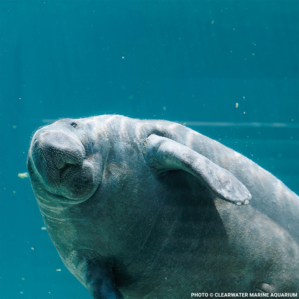 Federal Protections Gutted - Critically Endangered Species At Risk