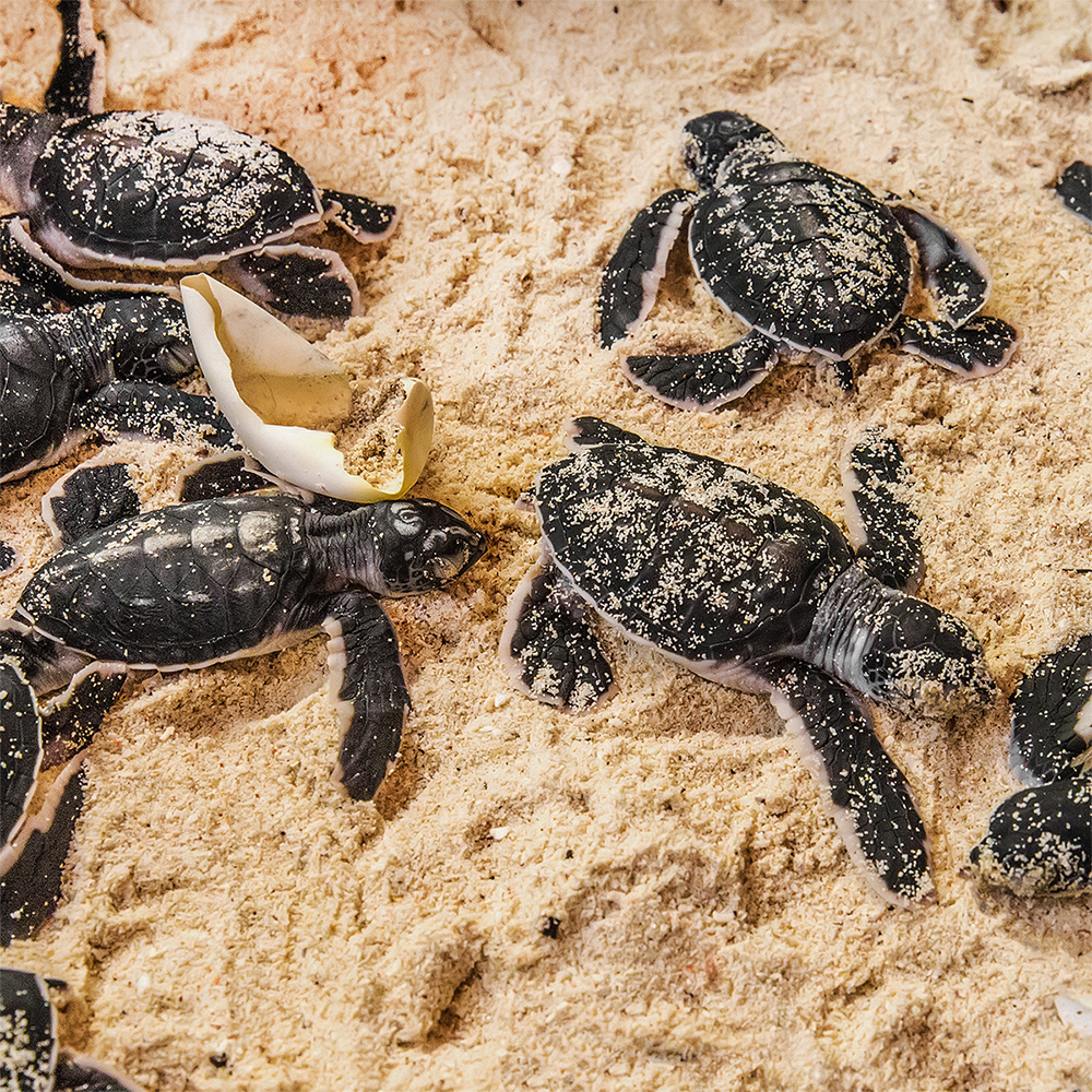 Endangered Baby Sea Turtles Need Us To Survive
