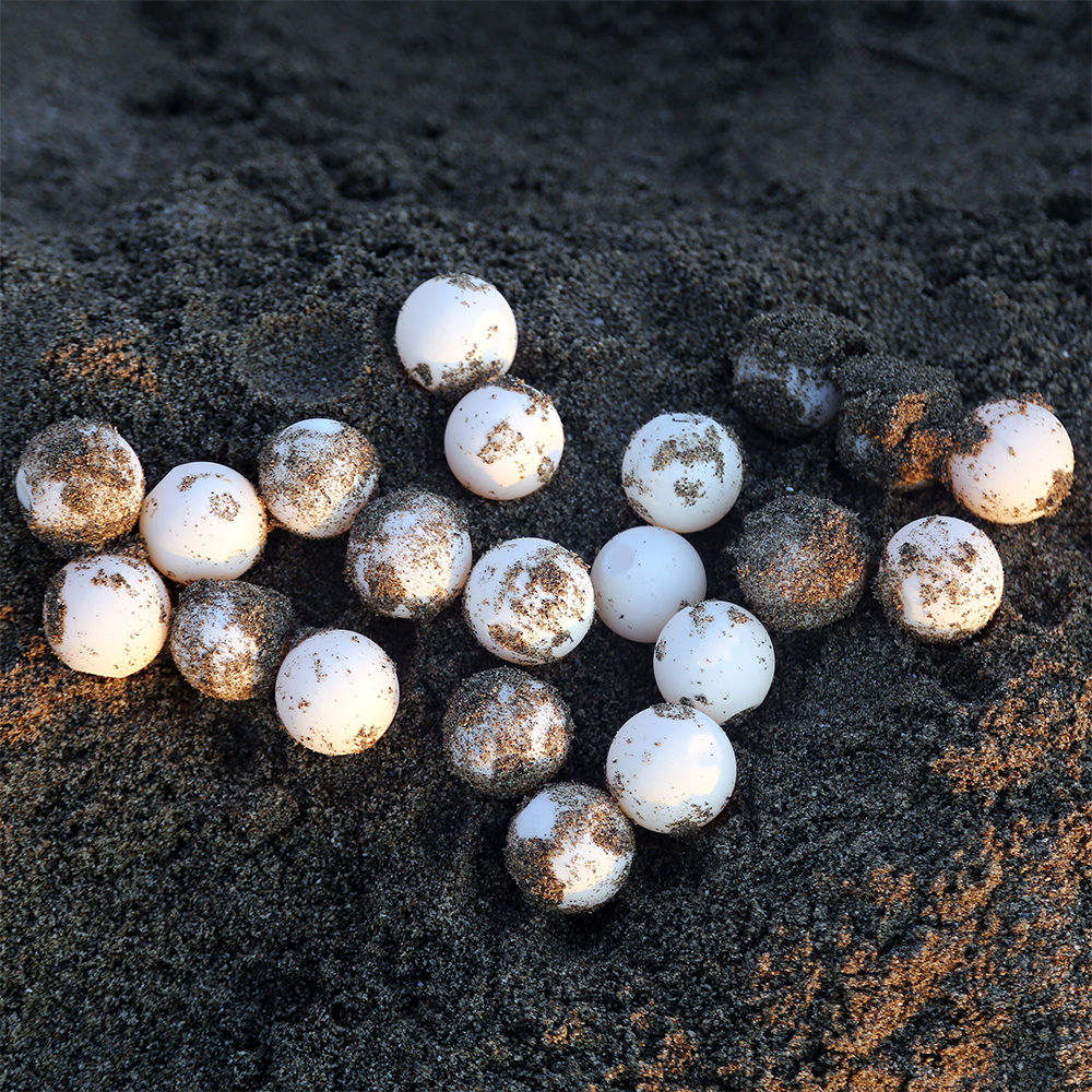 Endangered Baby Sea Turtles Need Us To Survive
