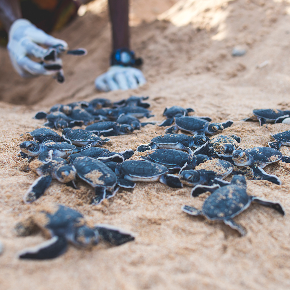 Endangered Baby Sea Turtles Need Us To Survive