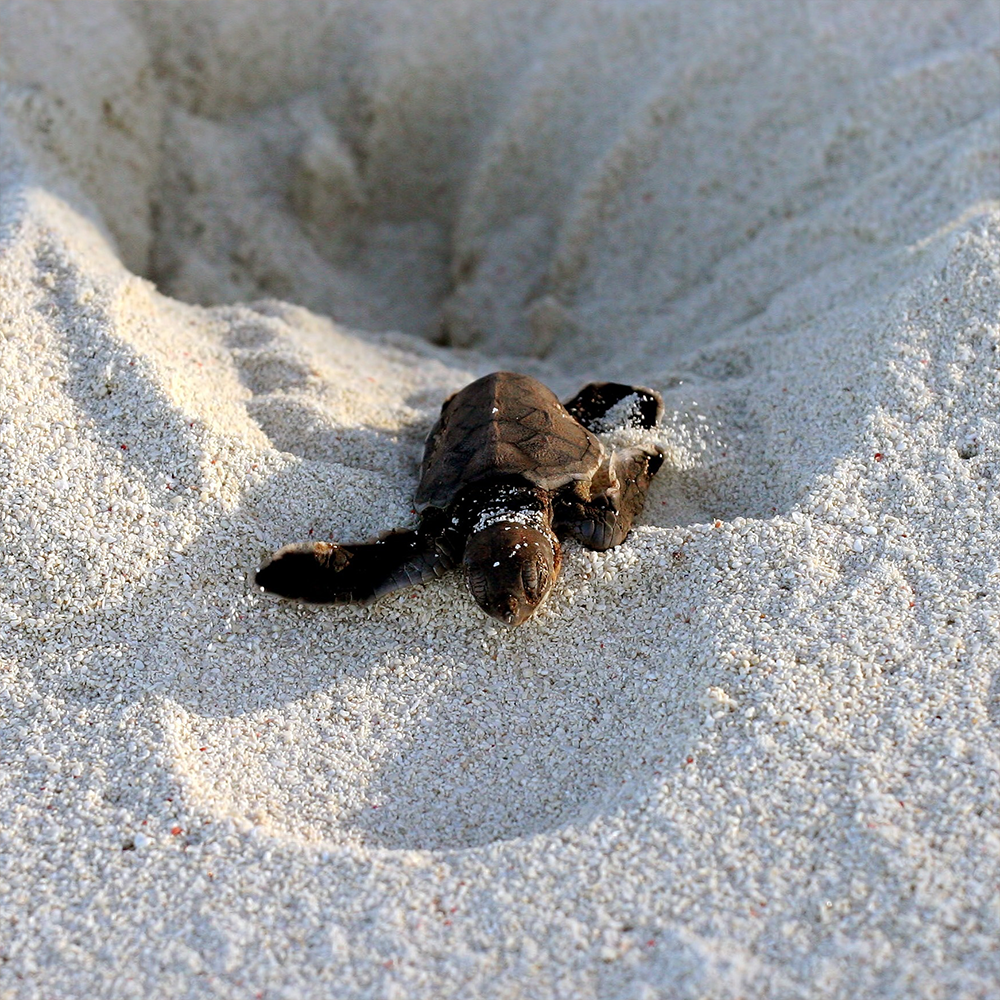 Endangered Baby Sea Turtles Need Us To Survive