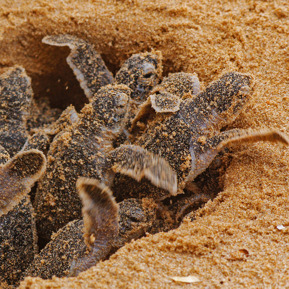 Endangered Baby Sea Turtles Need Us To Survive
