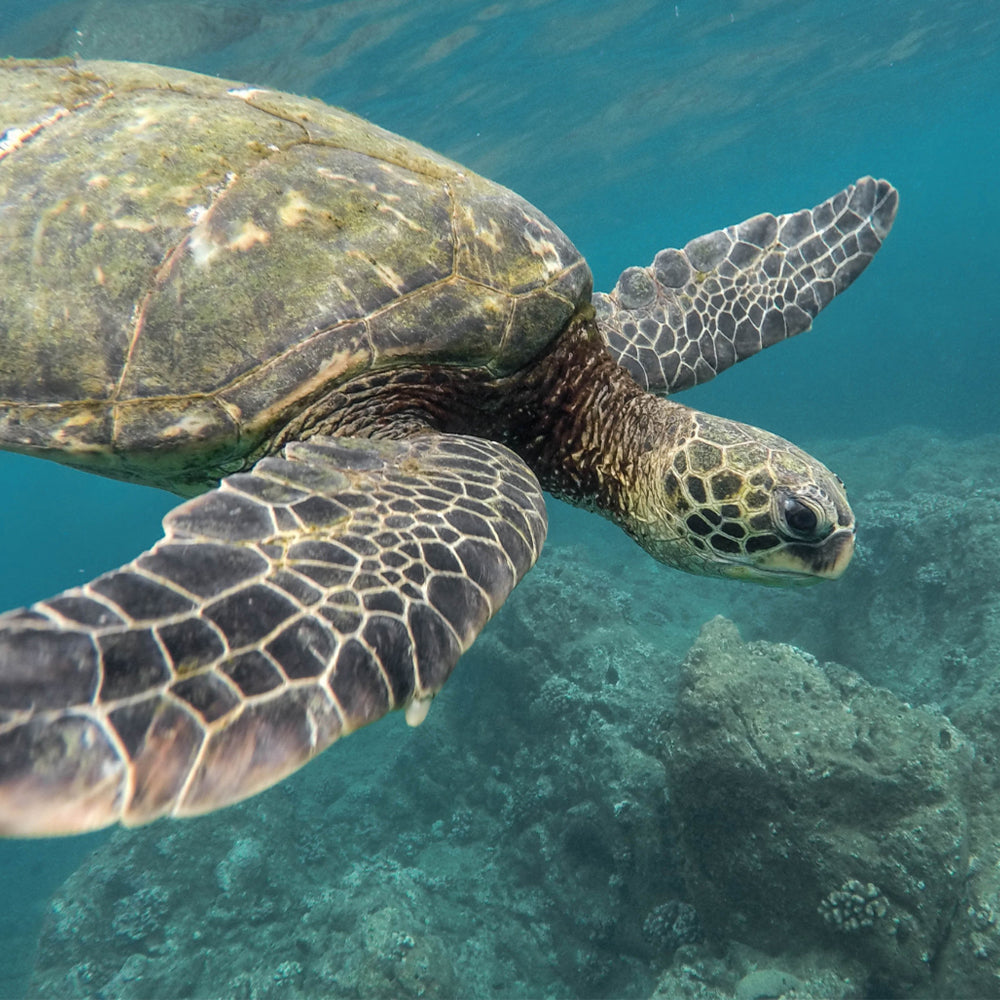 Species on the Brink: Help Save the Sea Turtle