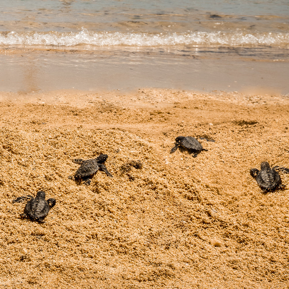 Species on the Brink: Help Save the Sea Turtle