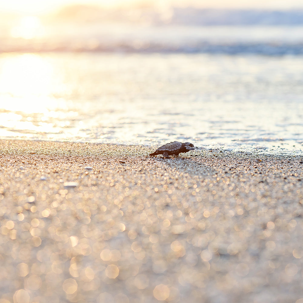 Species on the Brink: Help Save the Sea Turtle