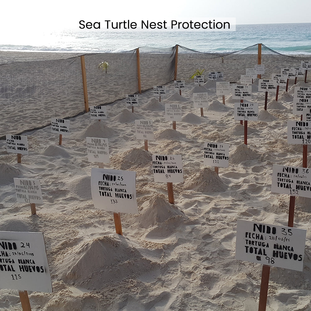 Species on the Brink: Help Save the Sea Turtle