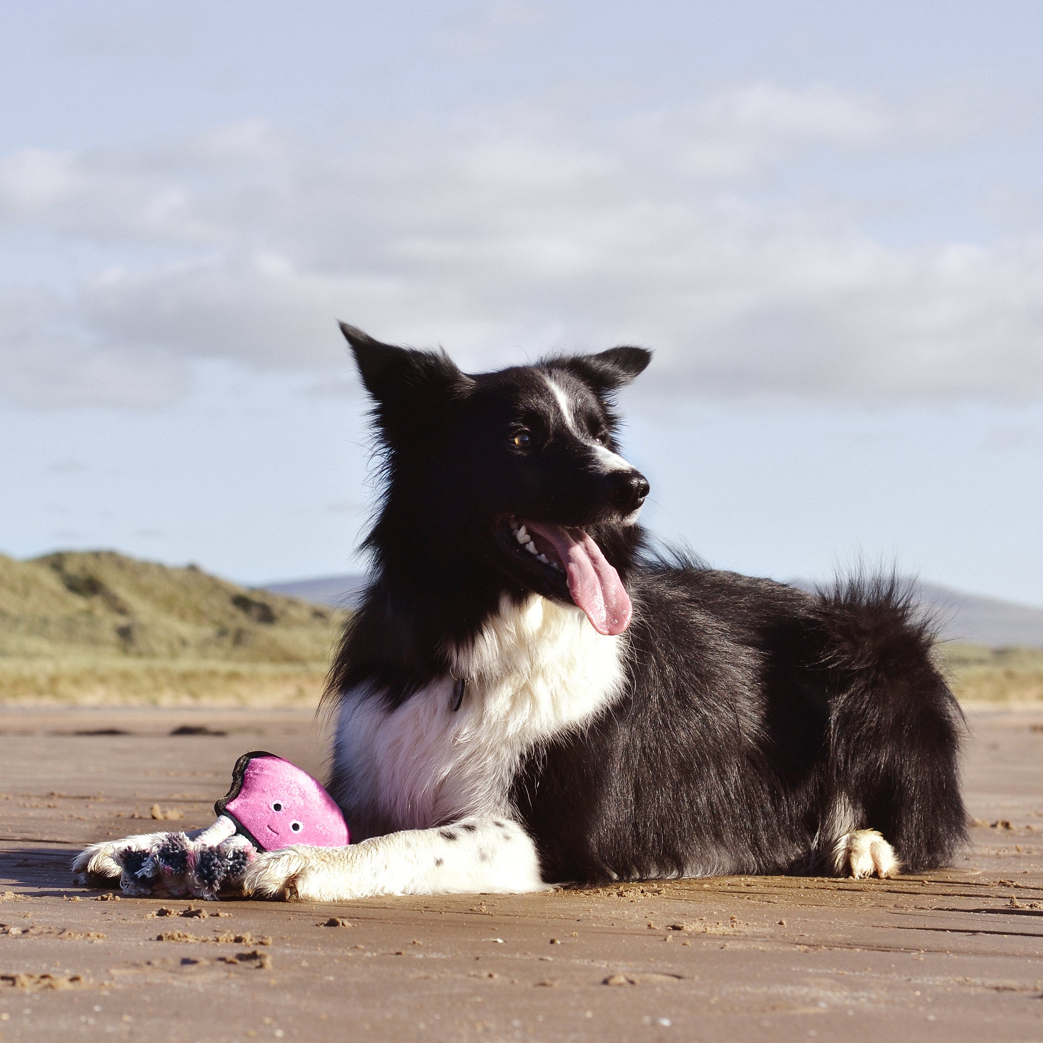 Recycled Rough & Tough Dog Toys