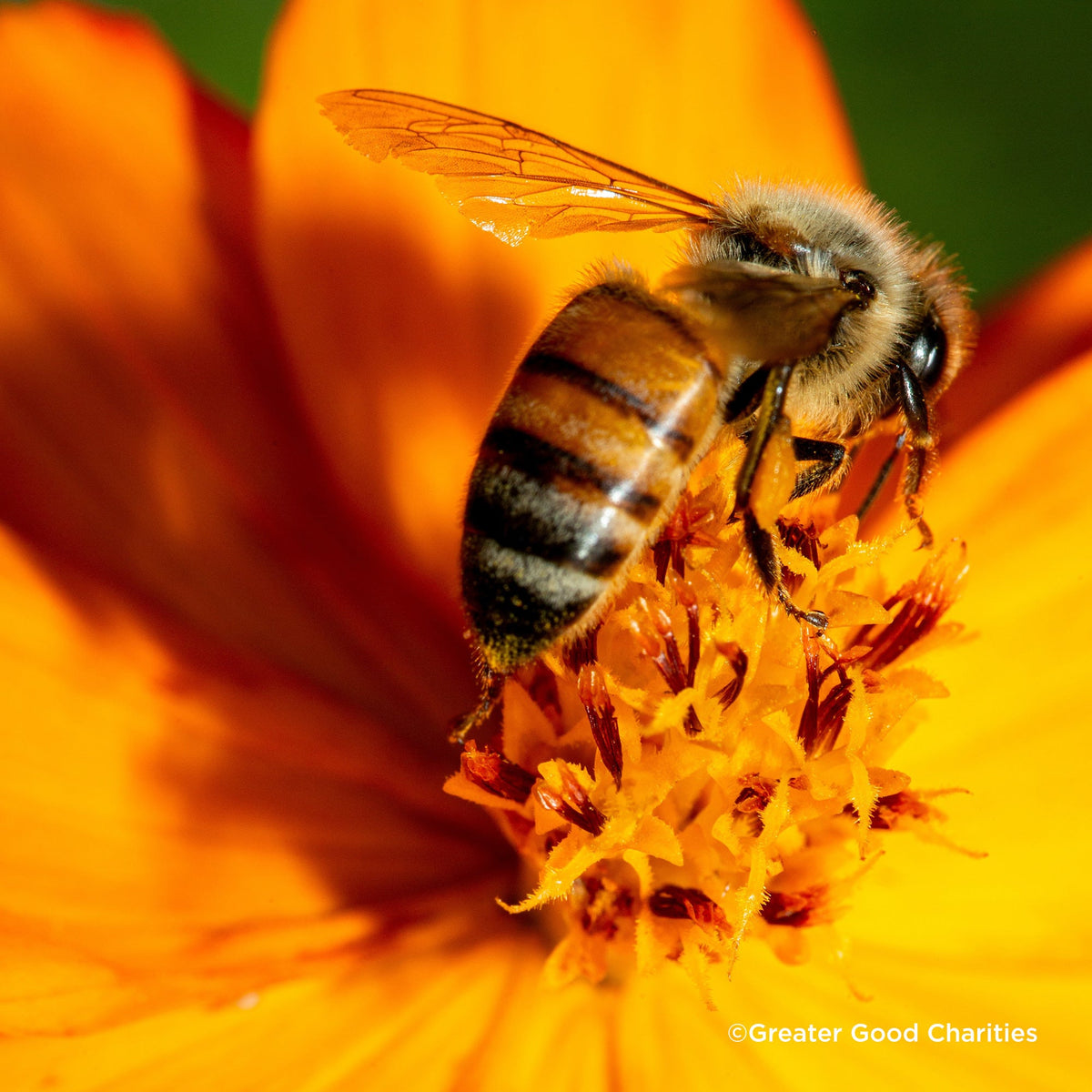 Help Feed Starving Bees | Free the Ocean