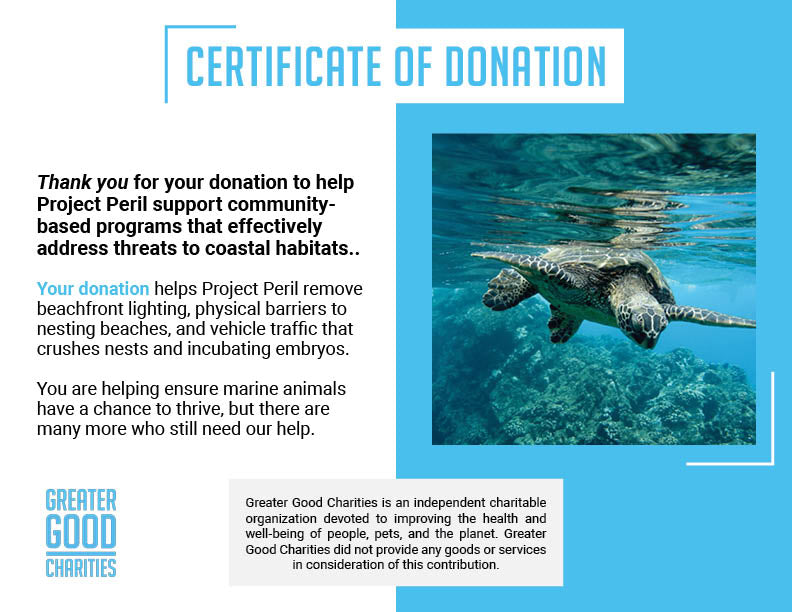 Species on the Brink: Help Save the Sea Turtle