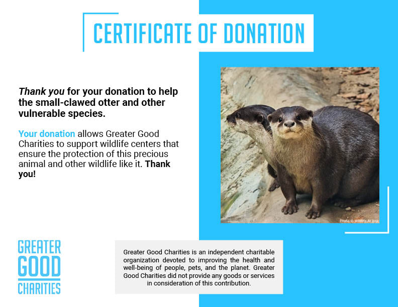 Help Save the Small-Clawed Otter