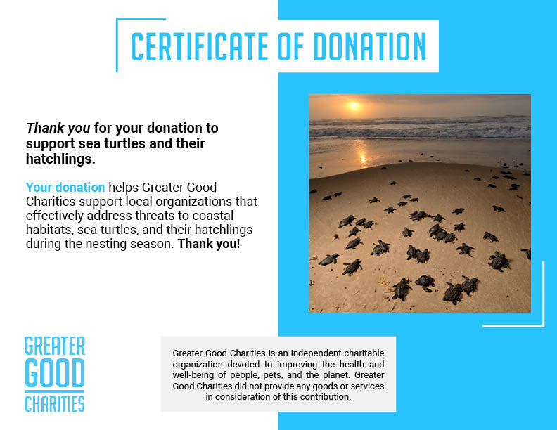 Endangered Baby Sea Turtles Need Us To Survive