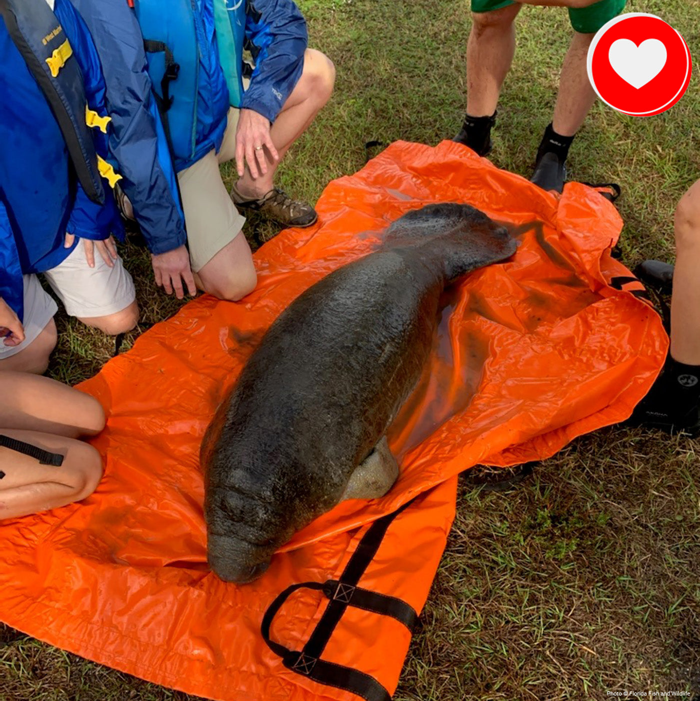 Project Peril: Save Manatees Before They Disappear