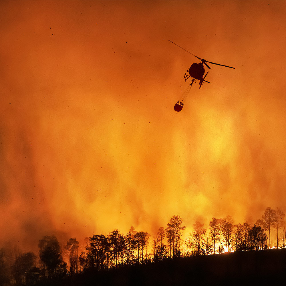 Crisis in California: Rush Aid to People & Pets Devastated by Wildfires