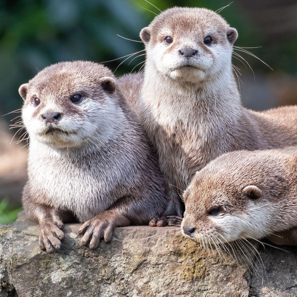 Help Save the Small-Clawed Otter