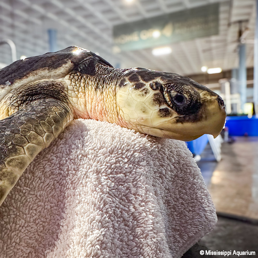 Tortoise on a towel in an indoor setting.