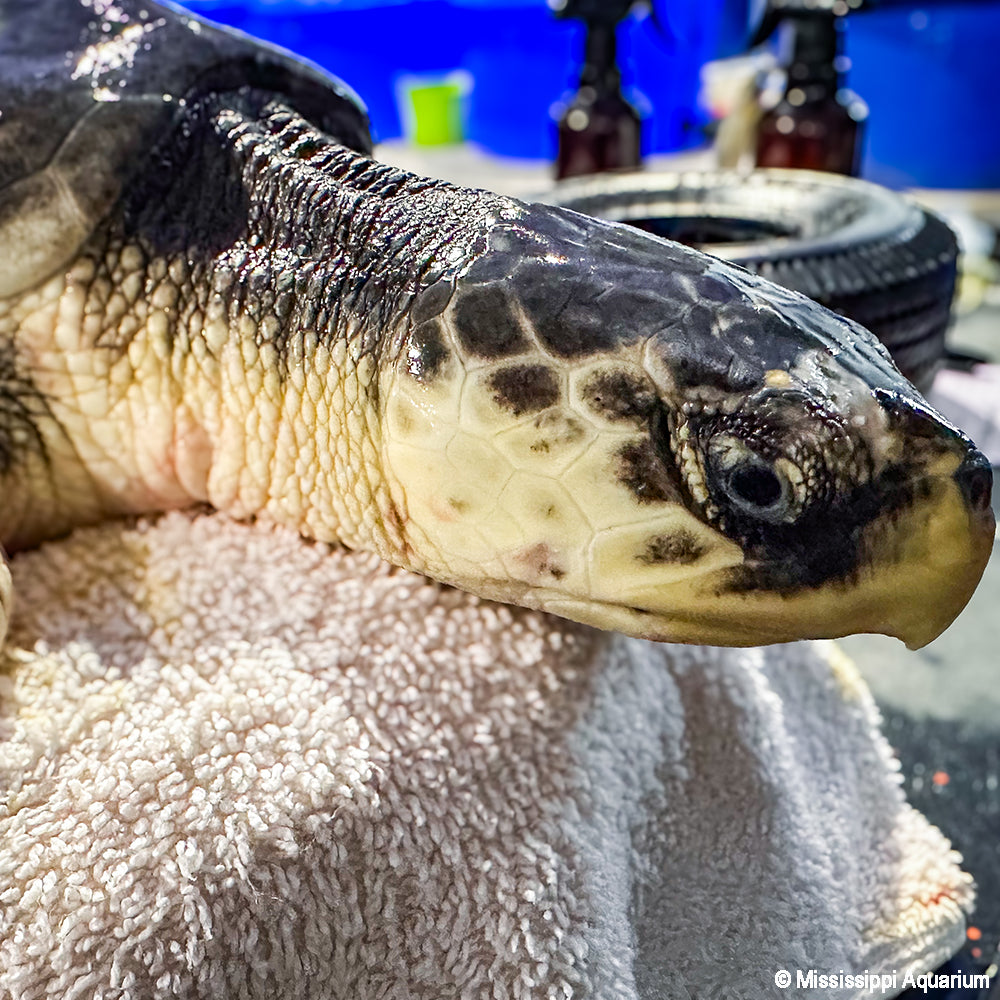 Close-up of a turtle's head and neck on a towel with a blurred background