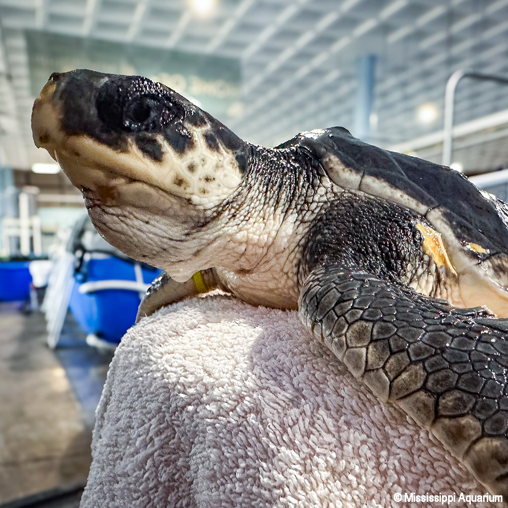 Tortoise on a towel in an indoor setting