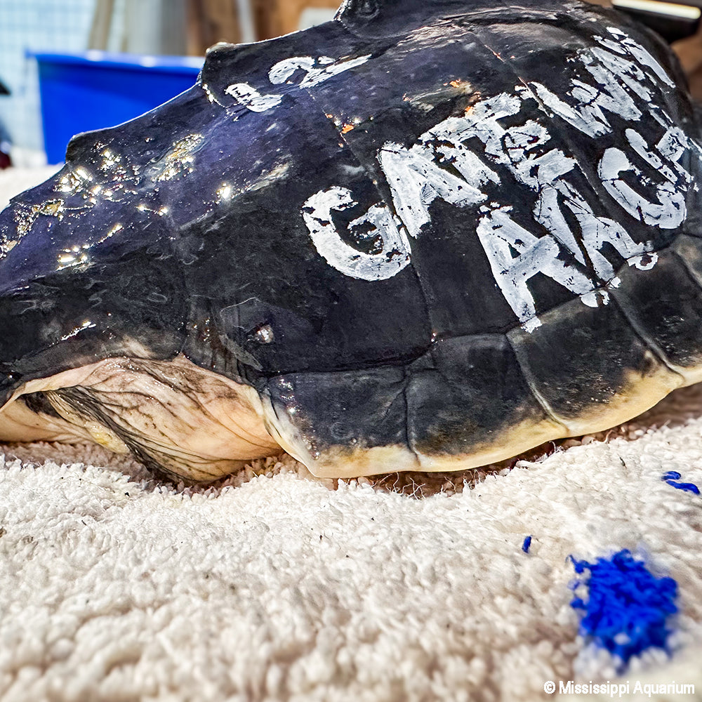 Save a Turtle: Help Endangered Sea Turtles Complete Their Journey Home