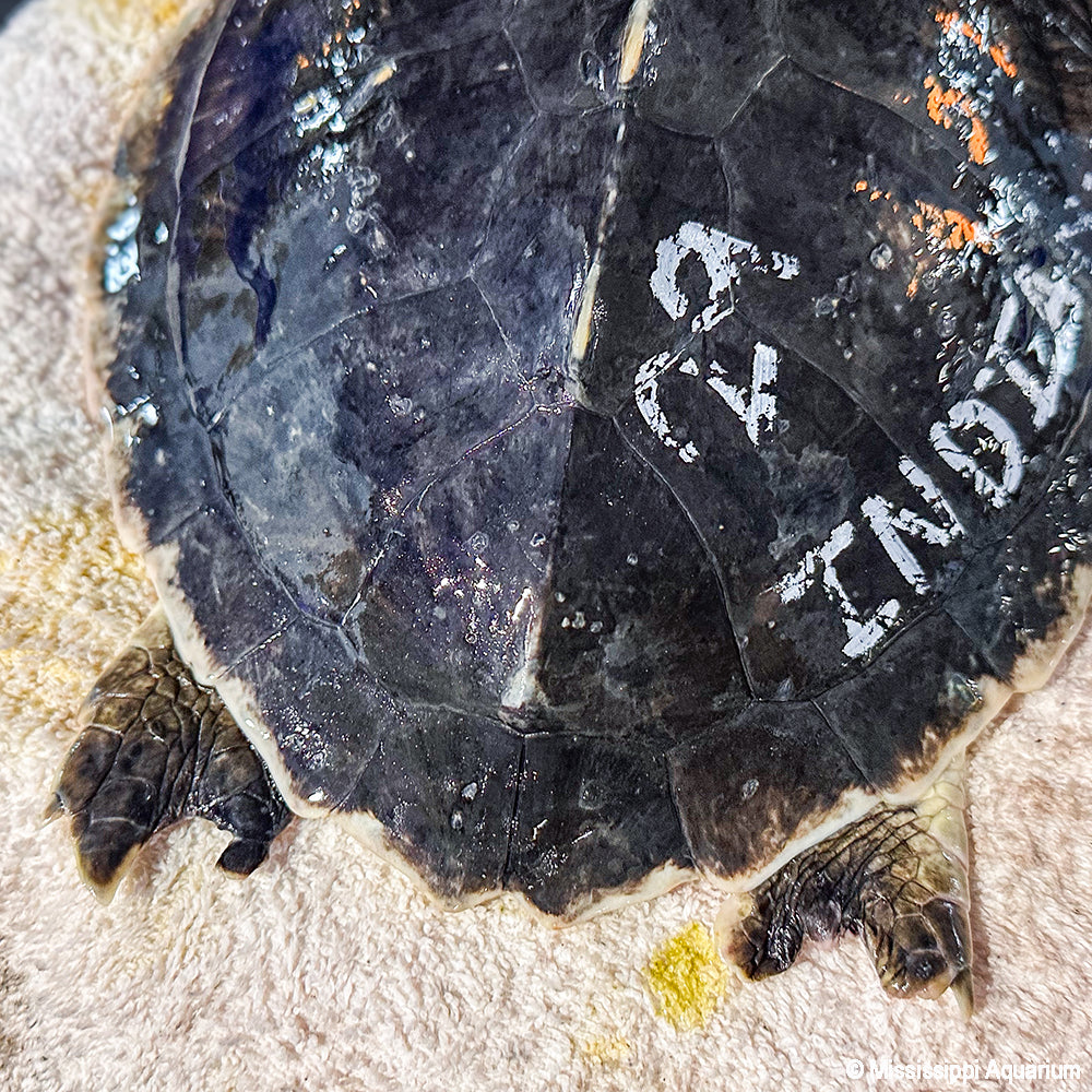 Save a Turtle: Help Endangered Sea Turtles Complete Their Journey Home