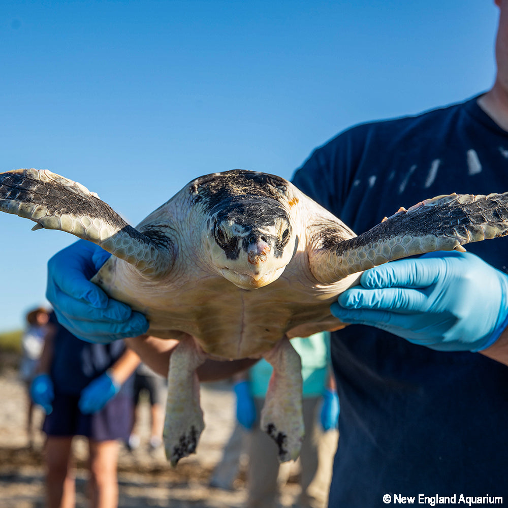 Person holding a turtle with blue gloves against a clear sky